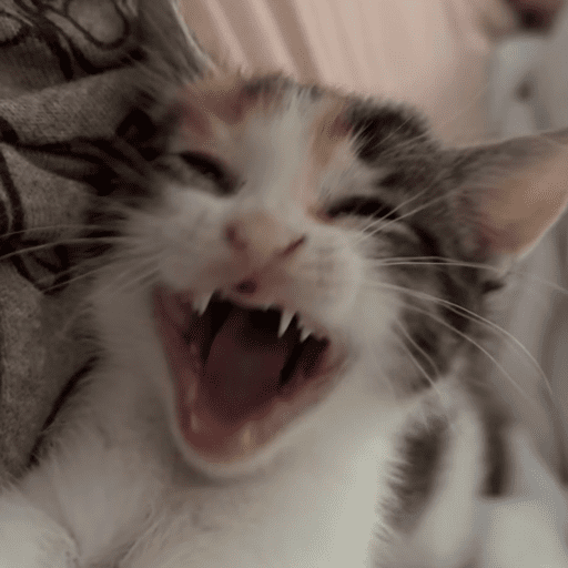 Mochi 1