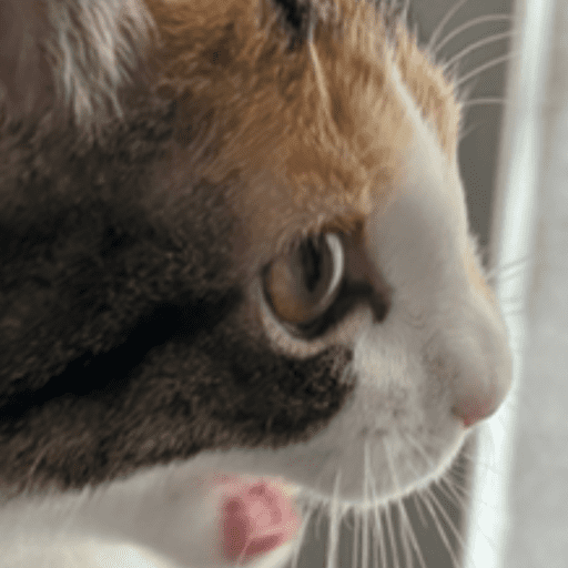 Mochi 5