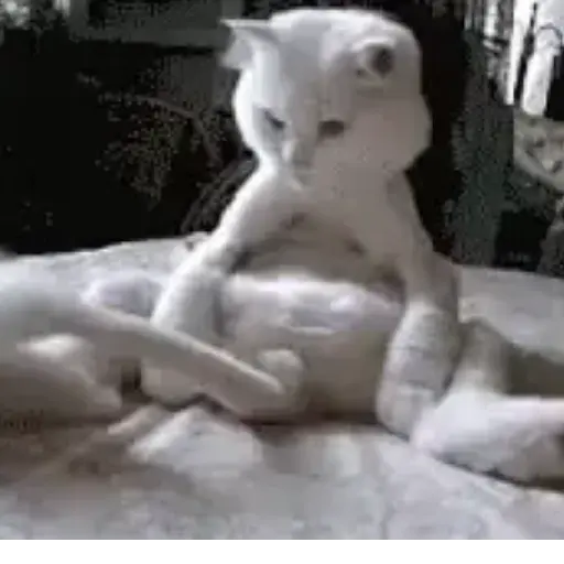 Funny 8