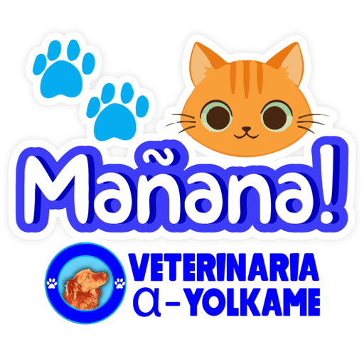 Yolkame Frases 13