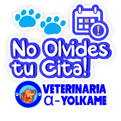Yolkame Frases 24