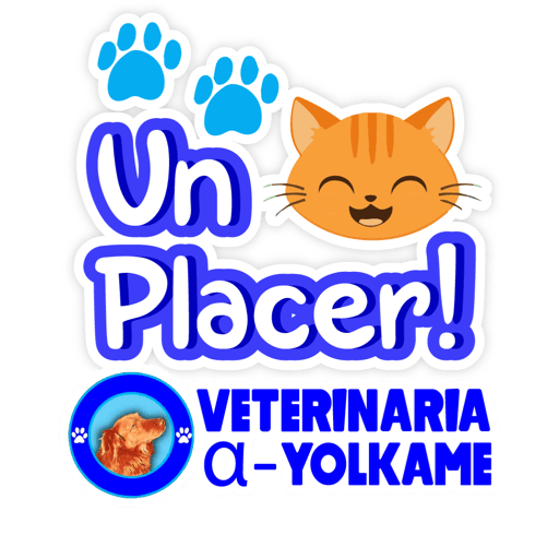 Yolkame Frases 16