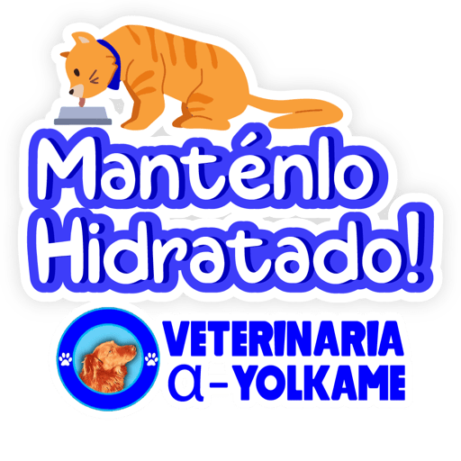 Yolkame Frases 27