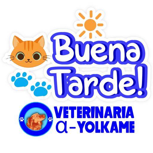 Yolkame Frases 4