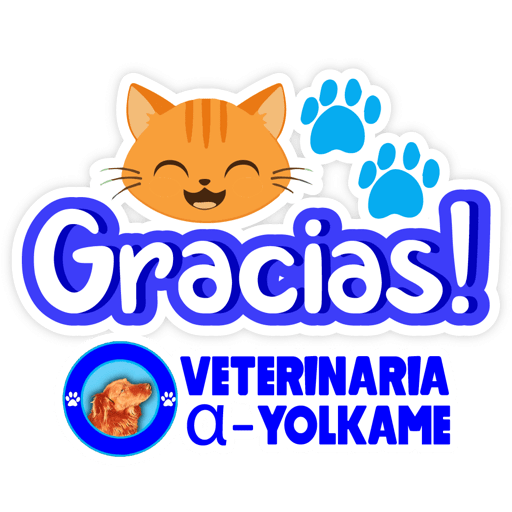 Yolkame Frases 6