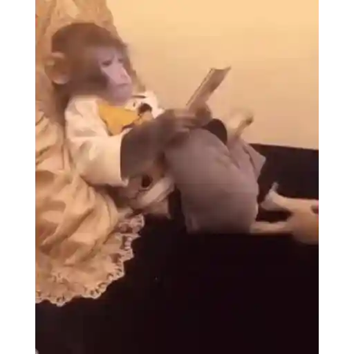 Macaco  4