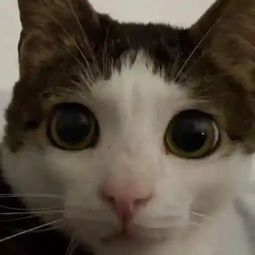 Monkey cat Luna gifs