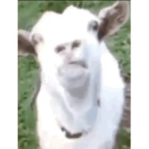 Meme animado 9