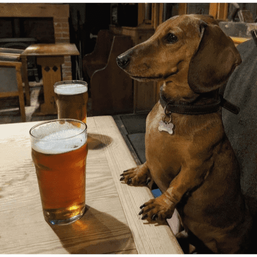 Salsichas 🐶 11