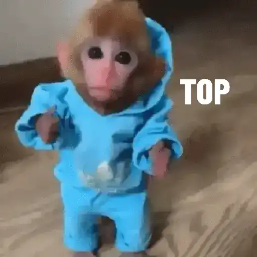 Macaquinho 3