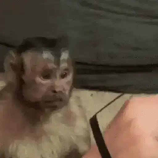 Macaquinho 2