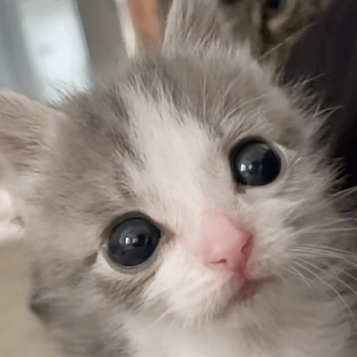 స్టికర్