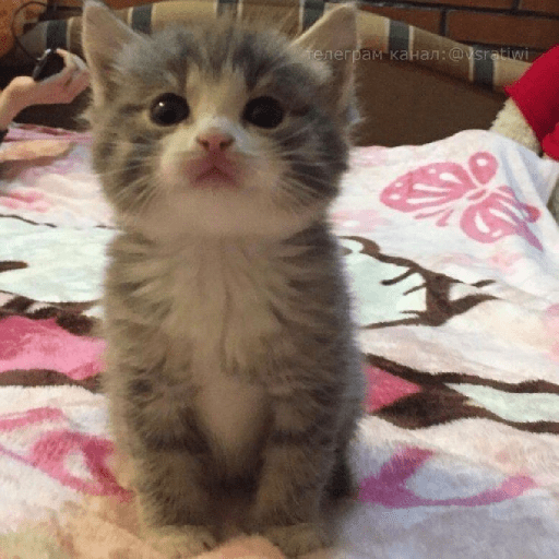 స్టికర్