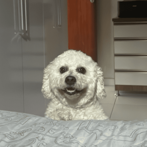 Oiiiiiii 2