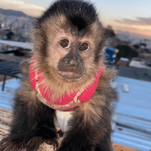 Macaquinho  14