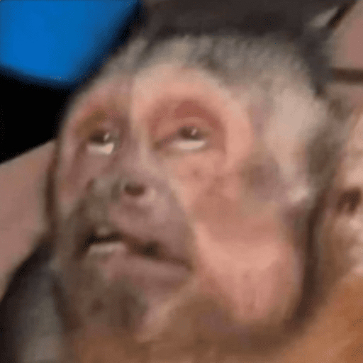 Macaquinho  6