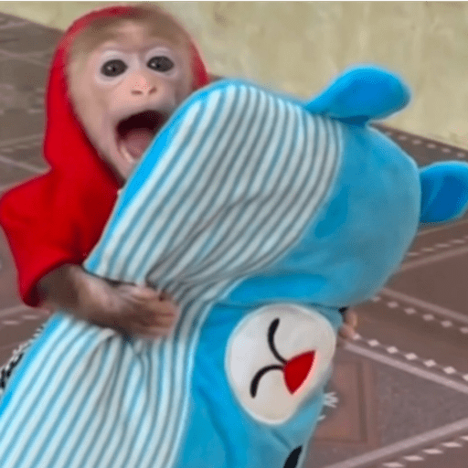 Macaquinho  21