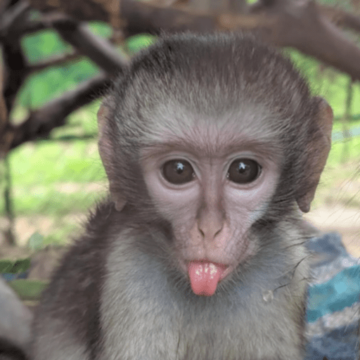 Macaquinho  4