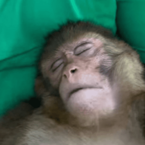 Macaquinho  29