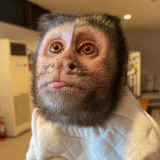 Macaquinho  9