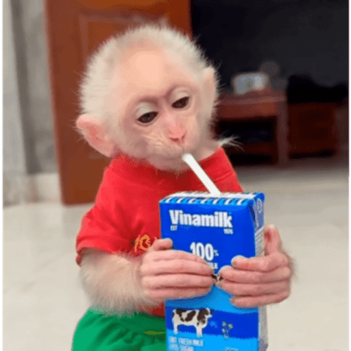 Macaquinho  24