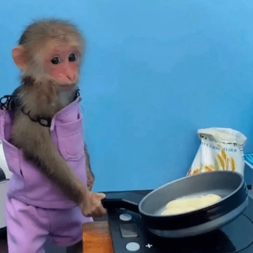 Macaquinho  8