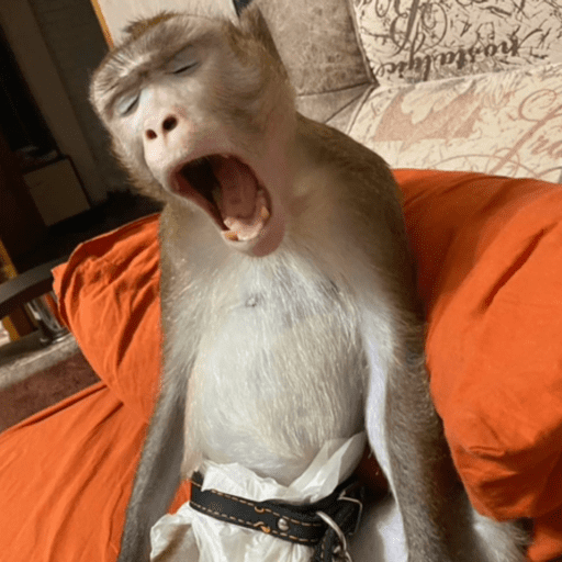 Macaquinho  26