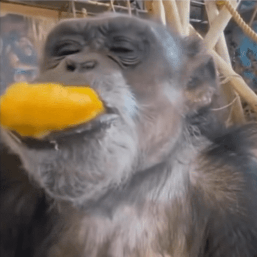 Macaquinho  15