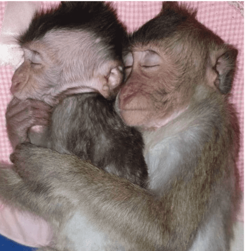 Macaquinho  20