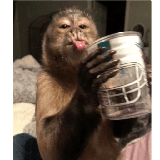 Macaquinho  12