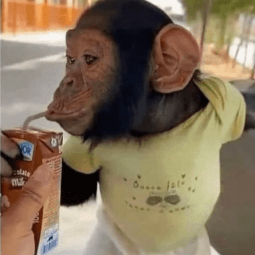 Macaquinho  23