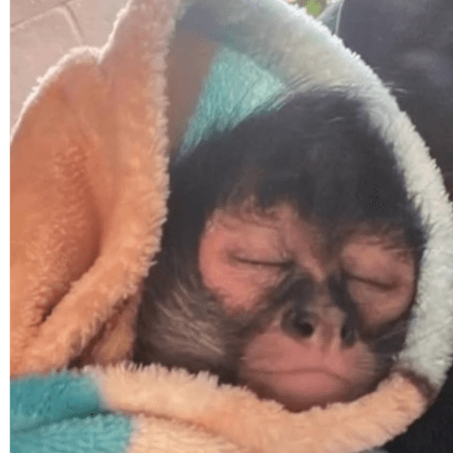 Macaquinho  27