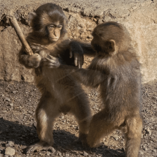 Macaquinho  1