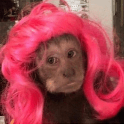Macaquinho  17