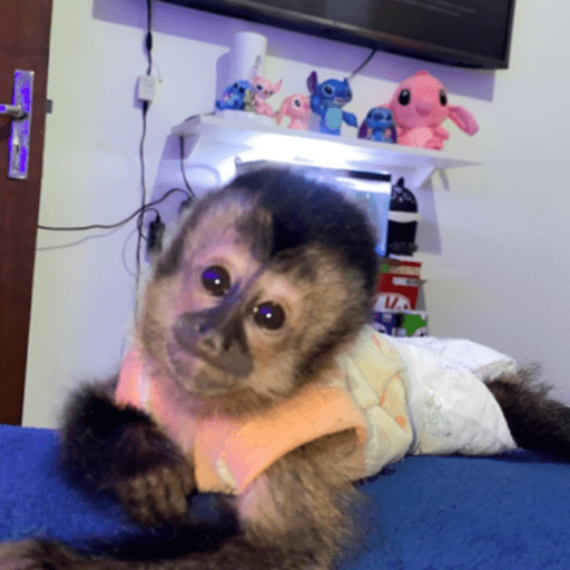 Macaquinho  10