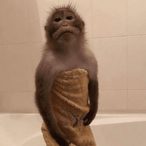 Macaquinho  5