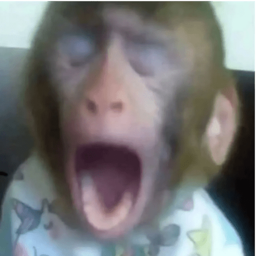 Macaquinho  11