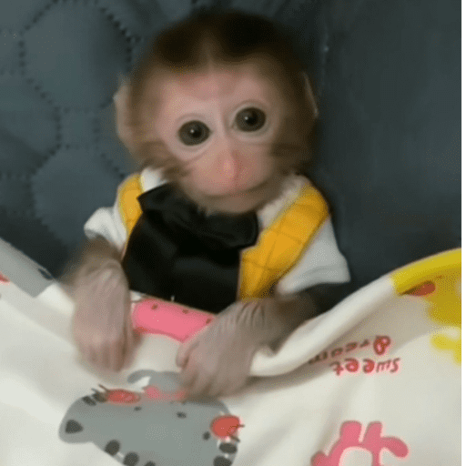 Macaquinho  13