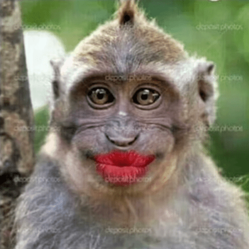 Macaquinho  28