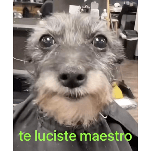 Memememes 11