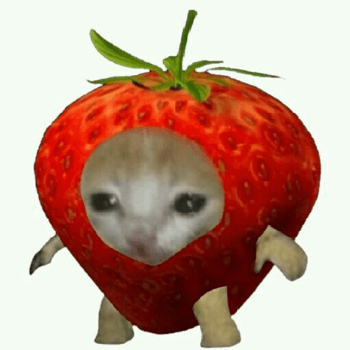 Cats comida 😺🍓 2
