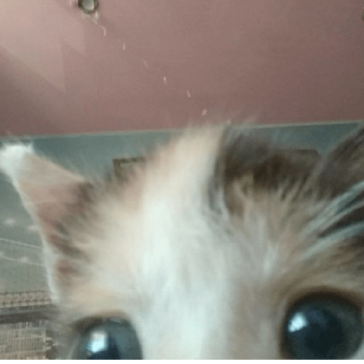 Gatitos 🤌 19