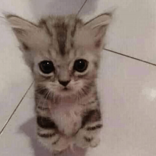 Gatitos 🤌 17
