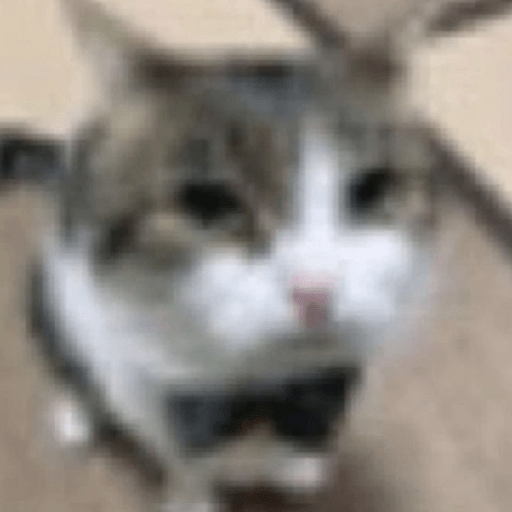 Gatitos 🤌 16