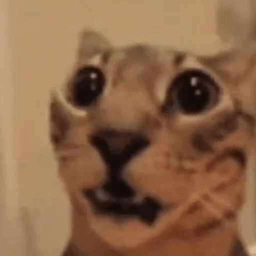 Gatitos 🤌 15