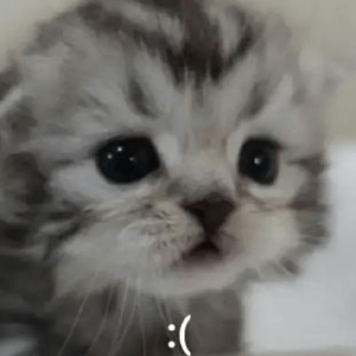 Gatitos 🤌 14