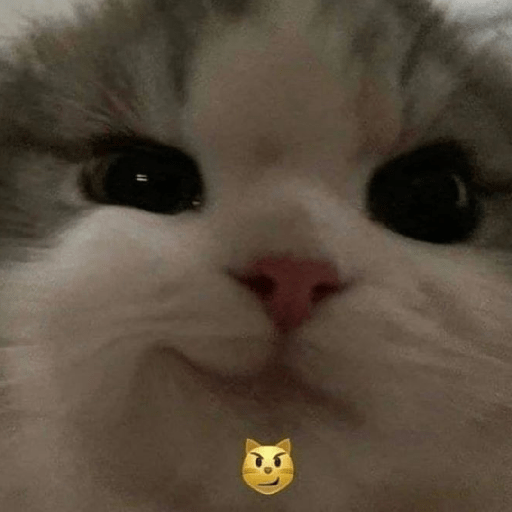 Gatitos 🤌 13