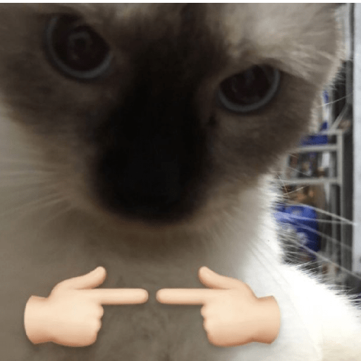 Gatitos 🤌 12