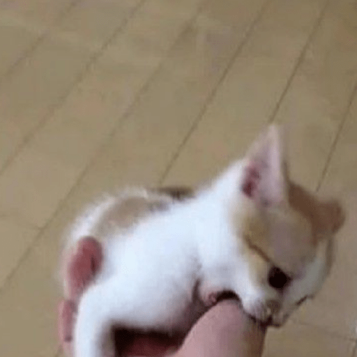 Gatitos 🤌 9