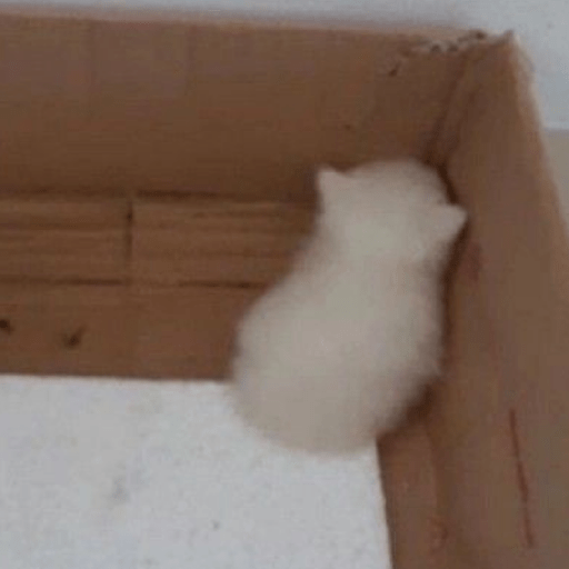 Gatitos 🤌 8
